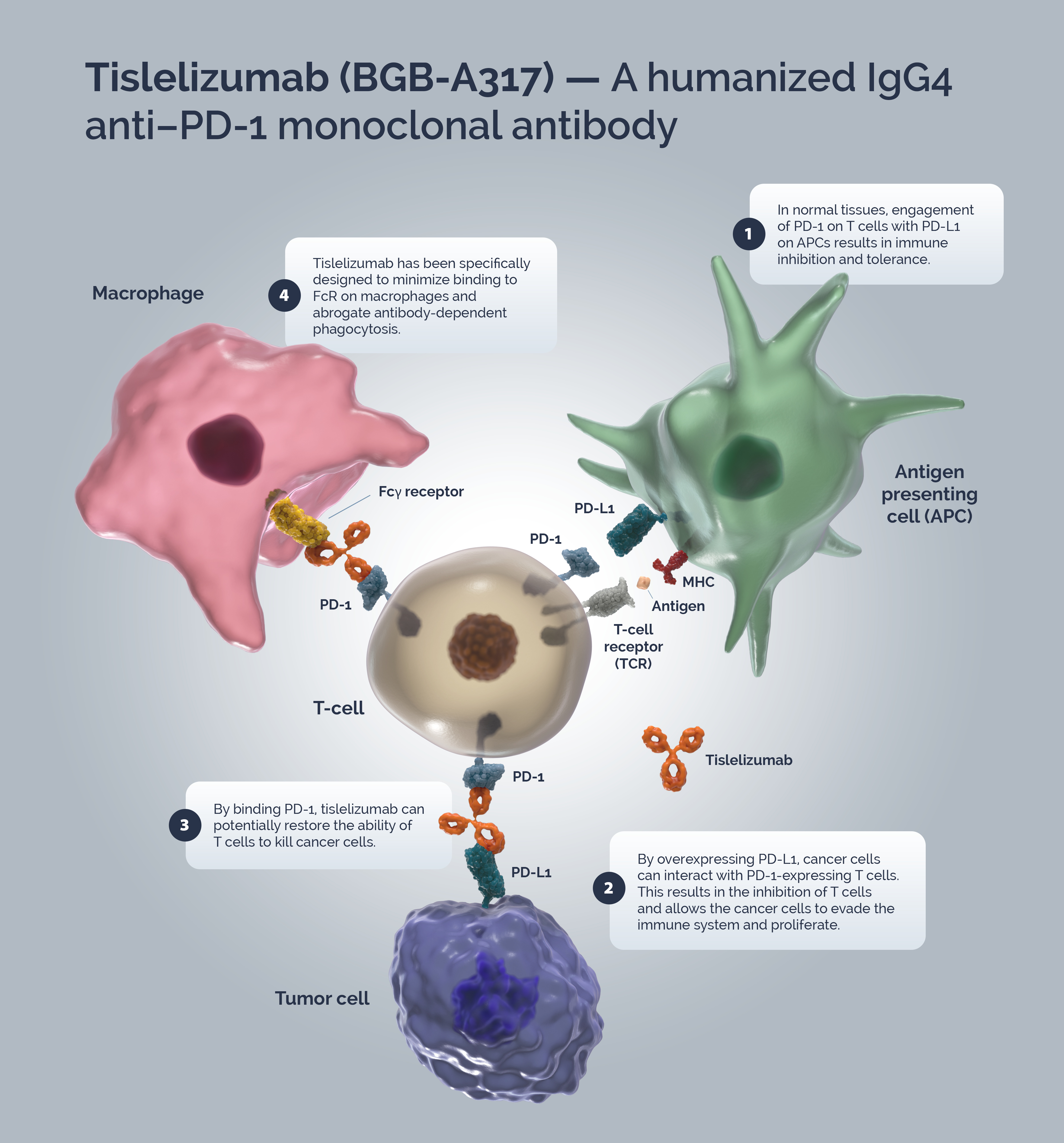 Tislelizumab_Compound_V2