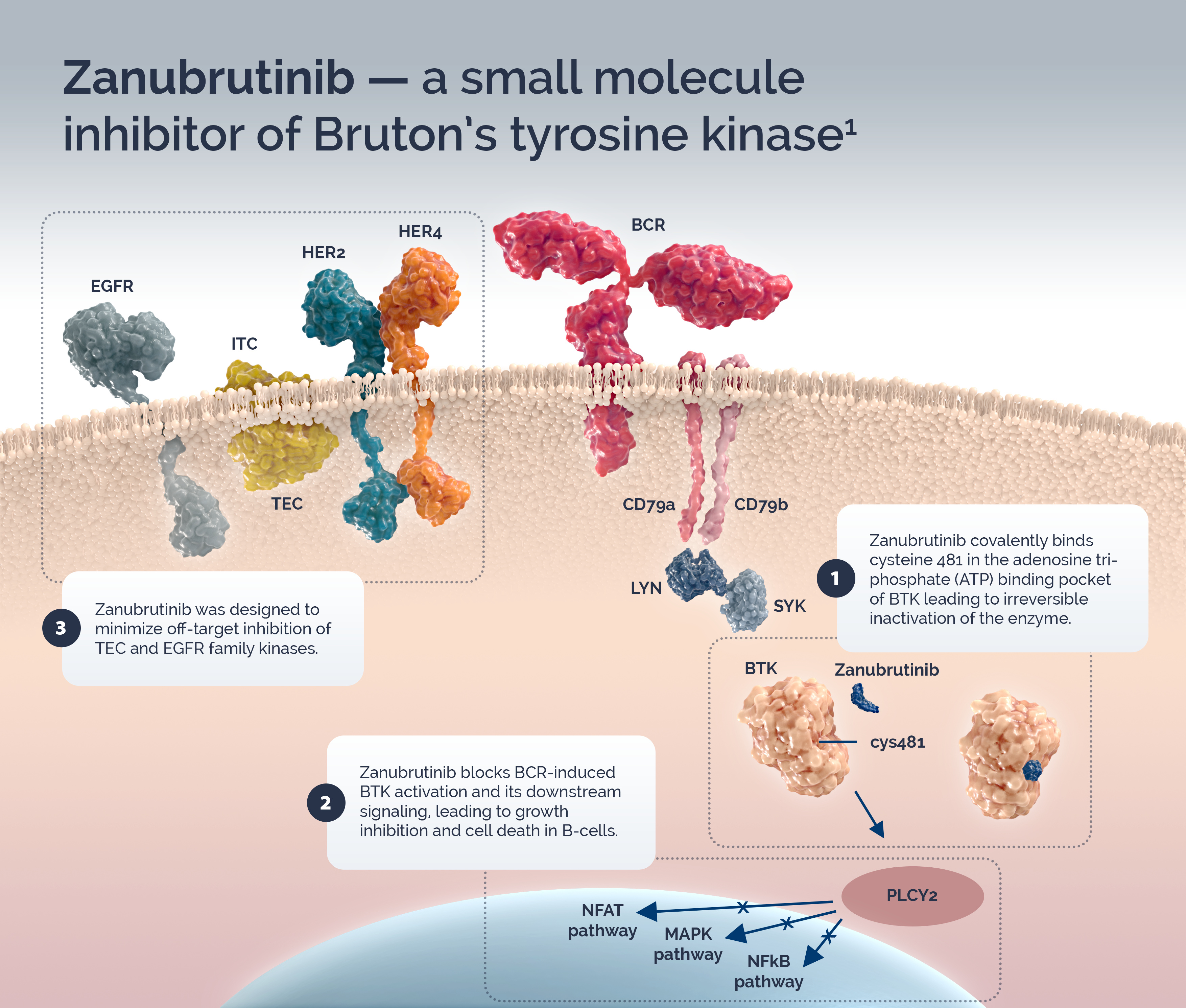 Zanubrutinib_Compound_V2